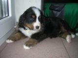 Carlos 22.1.2012.jpg